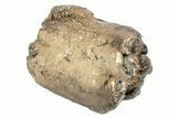 Partial Southern Mammoth Molar - Hungary #235257-1